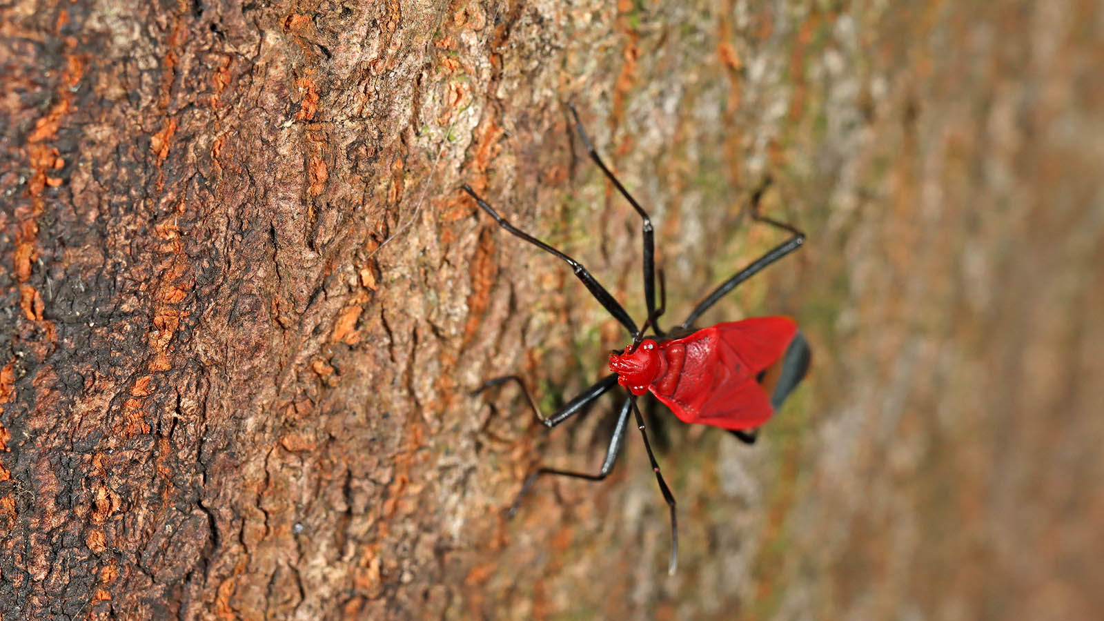 Dindymus Rubiginosus