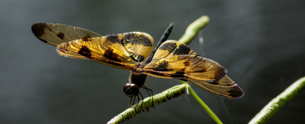斑麗翅蜻 Rhyothemis variegata
