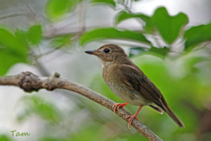 白喉林鶲 Brown-chested Jungle Flycatcer