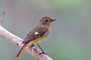北紅尾鴝 Daurian Redstart