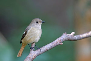 北紅尾鴝 Daurian Redstart