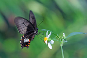 玉帶鳳蝶 Papilio polytes