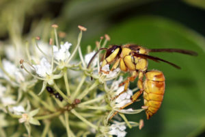 雙色胡蜂 Vespa bicolor