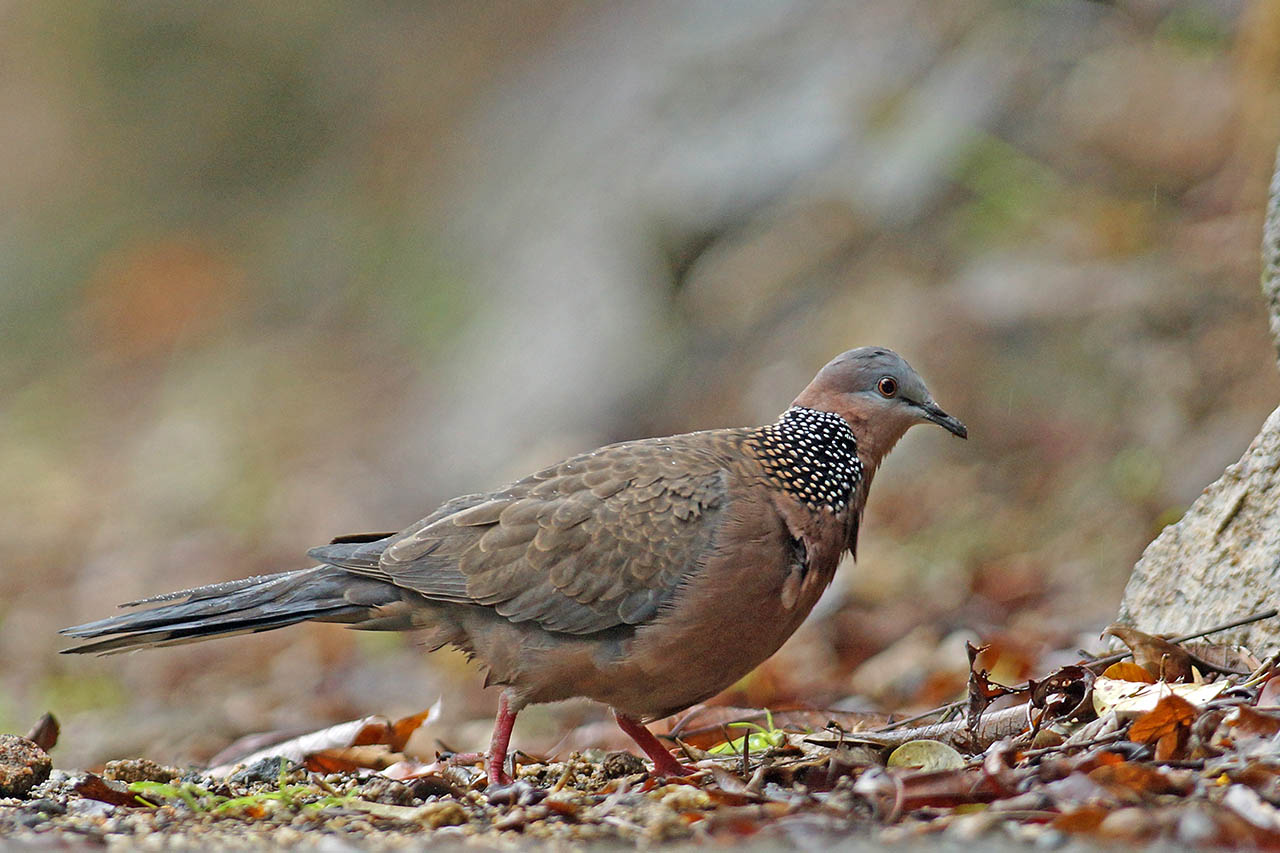 珠頸斑鳩Spotted Dove - 澳門生態網