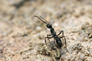 聚紋雙刺猛蟻 Diacamma rugosum