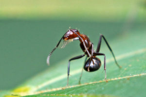 尼科巴弓背蟻 Camponotus nicobarensis