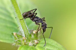 聚紋雙刺猛蟻 Diacamma rugosum