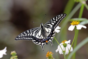 柑橘鳳蝶 Papilio xuthus