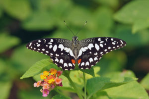 達摩鳳蝶 Papilio demoleus
