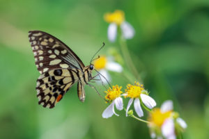 達摩鳳蝶 Papilio demoleus