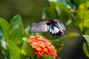 美鳳蝶 Papilio memnon