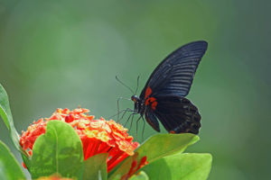 美鳳蝶 Papilio memnon
