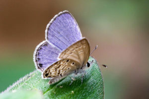 紫灰蝶 Chilades lajus