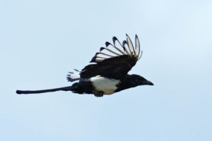 喜鵲 Common Magpie
