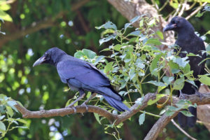 大嘴烏鴉 Large-Billed Crow