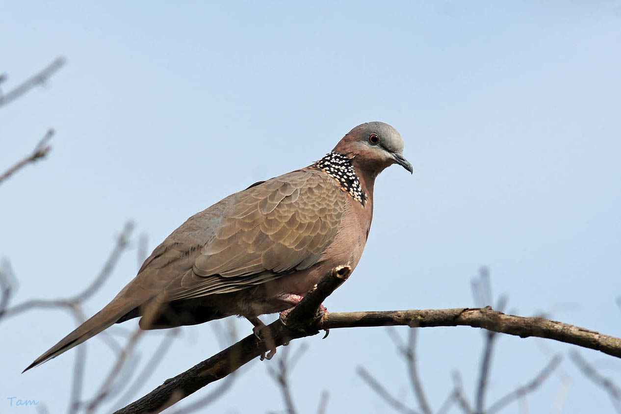 珠頸斑鳩Spotted Dove - 澳門生態網