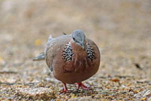 珠頸斑鳩 Spotted Dove