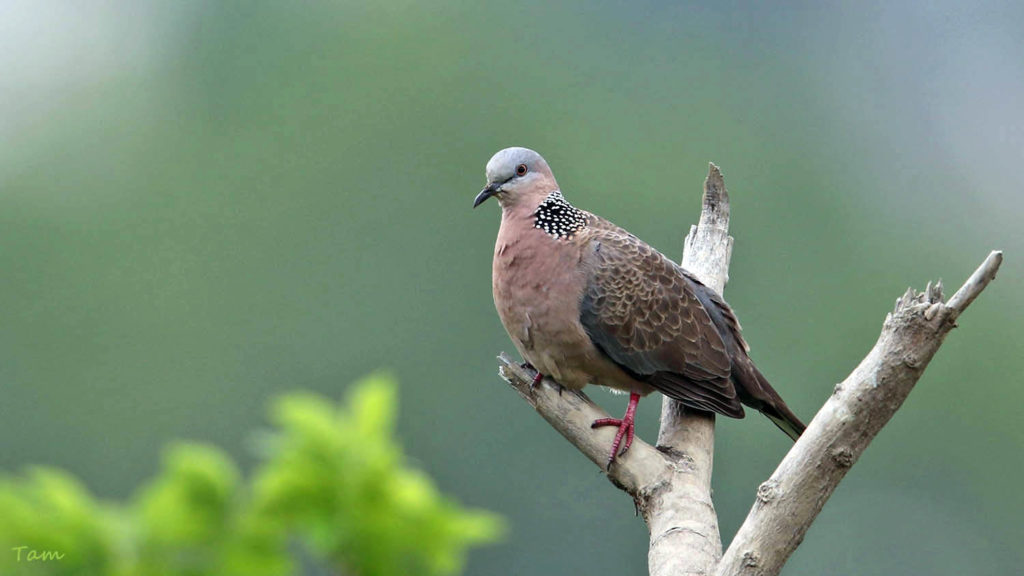 珠頸斑鳩Spotted Dove - 澳門生態網