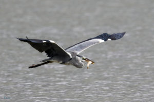 蒼鷺 Grey Heron