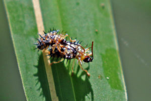 黃黑趾鐵甲 Dactylispa xanthospila