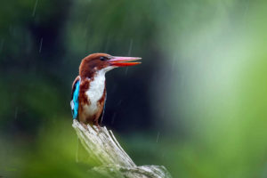 白胸翡翠 White-Throated Kingfisher