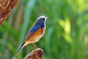 紅脇藍尾鴝 Red-Flanked Bluetail