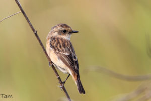 黑喉石䳭 Common Stonechat