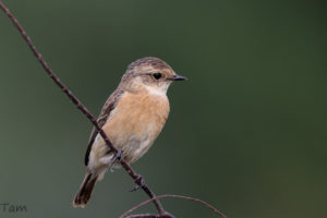 黑喉石䳭 Common Stonechat