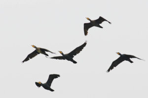 普通鸕鷀 Great Cormorant