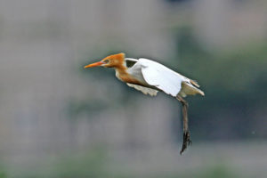 牛背鷺 Cattle Egret
