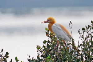牛背鷺 Cattle Egret