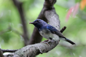 海南藍仙鶲 Hainan Blue Flycatcher