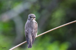 灰紋鶲 Grey-streaked Flycatcher