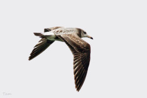 黑尾鷗 Black-Tailed Gull