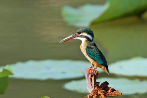 普通翠鳥 Common Kingfisher