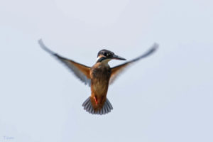 普通翠鳥 Common Kingfisher