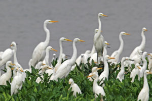 中白鷺  Intermediate Egret