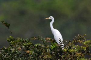 中白鷺 Intermediate Egret