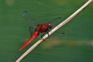 紅胭蜻 Rhodothemis rufa