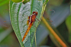 紅胭蜻 femal