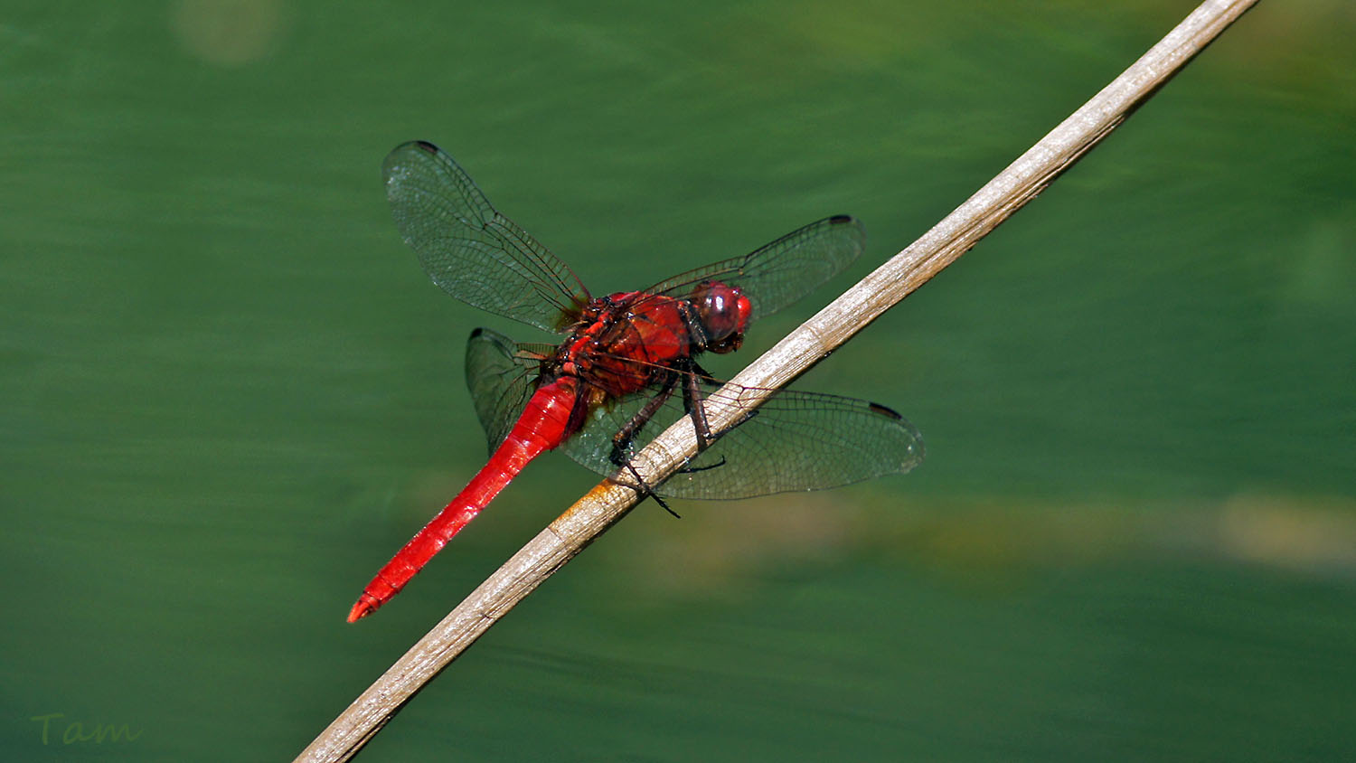 紅胭蜻rhodothemis Rufa 澳門生態網