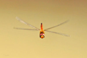 黃蜻 Pantala flavescens