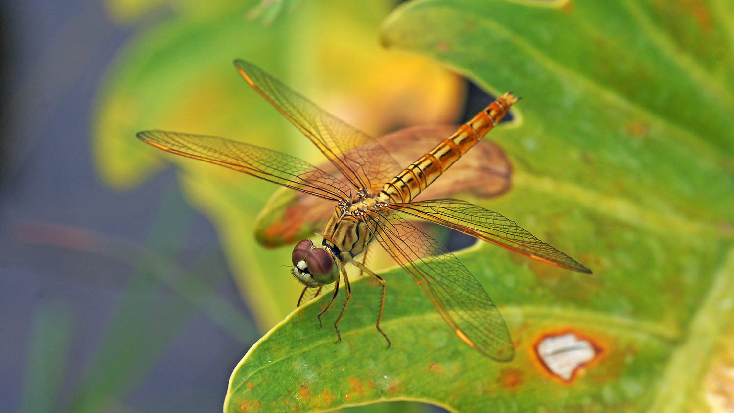 黃翅蜻Brachythemis contaminata - 澳門生態網