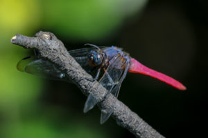 赤褐灰蜻 Orthetrum pruinosum neglectum
