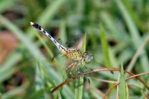 紋藍小蜻 Diplacodes trivialis