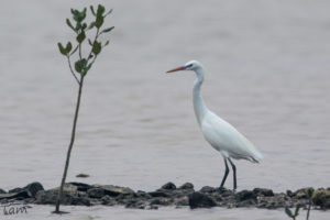 黃嘴白鷺 Chinese Egret