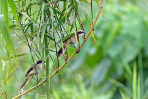 棕背伯勞 Long-Tailed Shrike