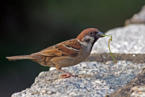 麻雀 Eurasian Tree Sparrow