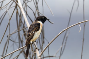 黑喉石䳭 Common Stonechat