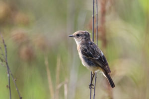 黑喉石䳭 Common Stonechat